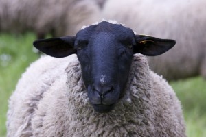 sheep-967316_640