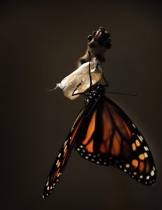 butterfly-1518060_640
